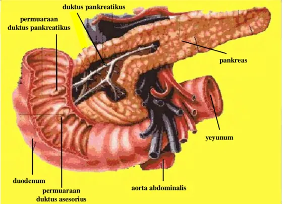 Gambar 2 skema organ pankreas dan permuaraan duktus pankreatikus ke duodenum (Modifikasi dari : http://www.google.com/pankreas/index.html)