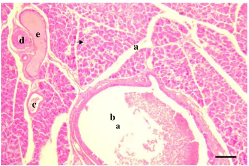 Gambar 5 Struktur pankreas trenggiling M. javanica dengan lobulasi yang jelas dibatasi oleh jaringan ikat longgar (a), duktus pankreatikus (b),  duktus interlobularis (c), duktus interkalatus (anak panah), serta pembuluh darah arteri (d) dan vena (e)