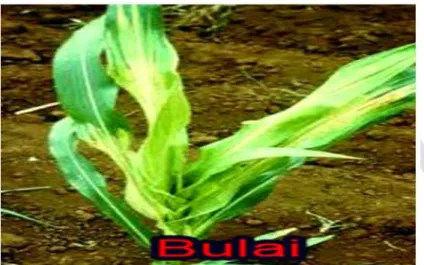Gambar 10.  Gejala penyakit bulai pada tanaman jagung 