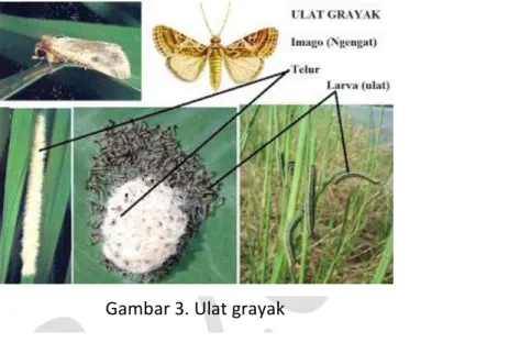 Gambar 3. Ulat grayak 