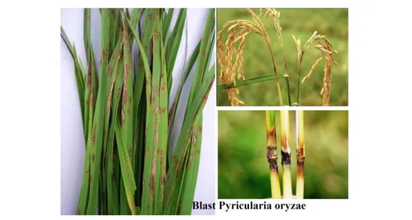 Gambar 5. Gejala serangan penyakit Blast Pada tanaman padi 