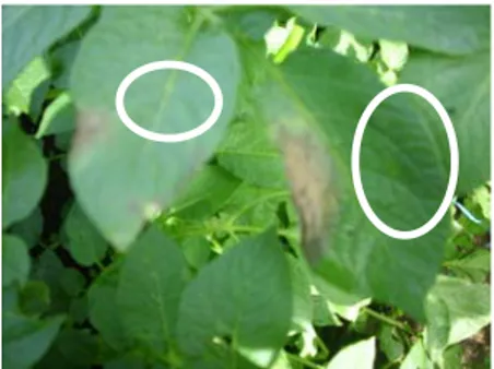 Gambar 4.  Gejala penyakit lodoh pada daun kentang 