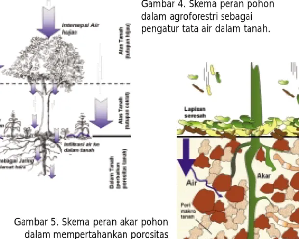 Gambar 4. Skema peran pohon dalam agroforestri sebagai pengatur tata air dalam tanah. 