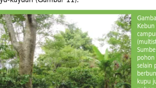 Gambar 11. Kebun kopi campuran (multistrata) di Sumberjaya, pohon naungan selain pohon berbunga  kupu-kupu juga ada pohon  buah-buahan dan pohon  kayu-kayuan (Foto: Kurniatun Hairiah).