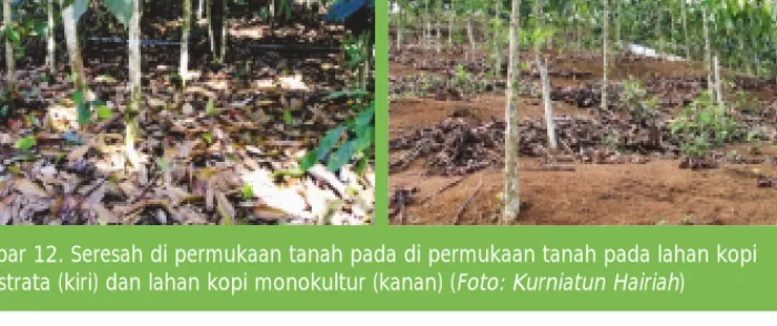 Gambar 12. Seresah di permukaan tanah pada di permukaan tanah pada lahan kopi multistrata (kiri) dan lahan kopi monokultur (kanan) (Foto: Kurniatun Hairiah)