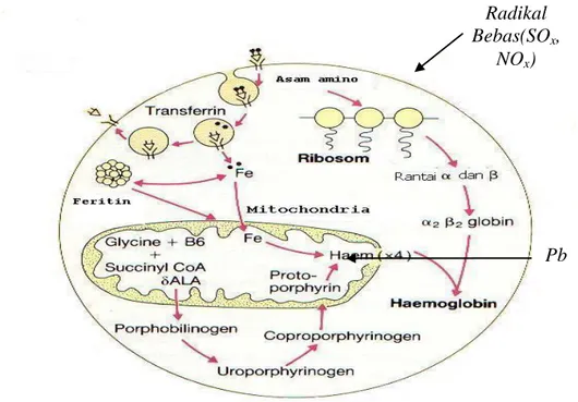 Gambar 1. Sintesa Hemoglobin Dalam Eritrosit 18 Gambar  1  di  atas  adalah  gambar 