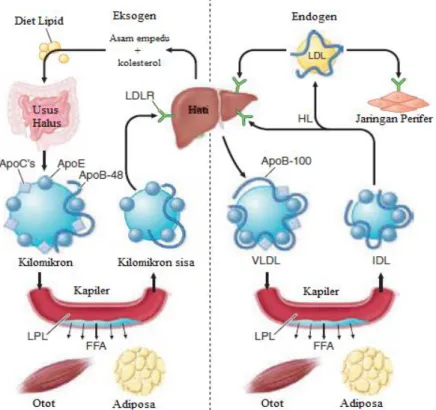 Gambar 2.1 Metabolisme Lipoprotein Eksogen dan Endogen (Kasper et al.,  2015) 