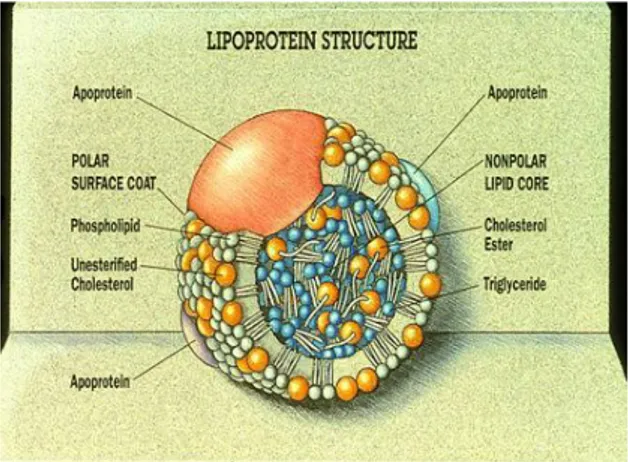 Gambar 1. Struktur lipoprotein  ( http://www.medscape.org/viewarticle/550620_2 ) 