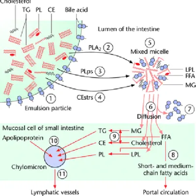 Gambar 2. Absorpsi kolesterol intestinal dan transport  ( http://www.els.net/WileyCDA/ElsArticle/refId-a0000720.html )  Hati  memenuhi  kebutuhan 