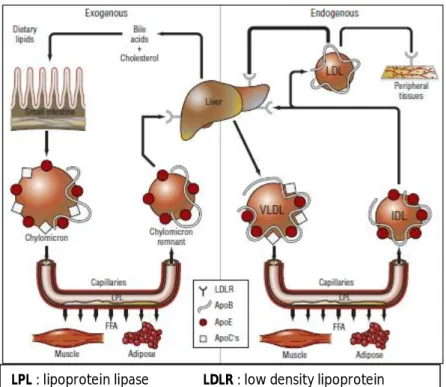 Gambar 4. Skema sederhana sistem lipoprotein dalam transpor lipid pada manusia  (Talbert, 2008) 