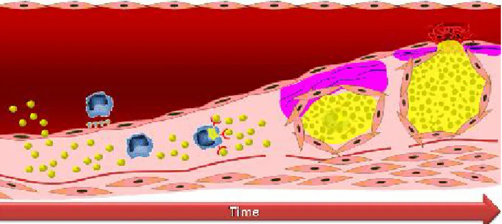 Gambar 5. Proses atherosklerosis  ( http://users-phys.au.dk/jvn/Research-CABRA.htm )  C