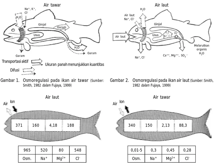 Gambar 3. Perbedaan osmolaritas dalam darah dan lingkungan pada ikan air laut dan air tawar  (Sumber: Wikipedia, 2009)