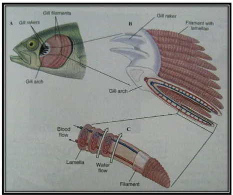 Gambar 02. Morfologi insang (Artawan, 2009) 