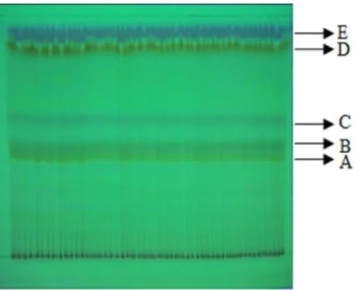 Gambar  7.  Profil kromatogram  KLTP  fraksi gabungan  FG 1-2   tampak  di  bawah  sinar  lampu  UV      λ=254  nm;  eluen  diklorometana  100%;  A
