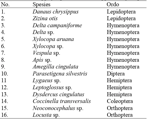 Tabel 1. Serangga yang ditemukan menggunakan jaring serangga 