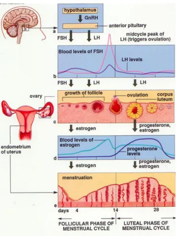 Gambar 1:   Daur  menstruasi,  hormon  yang  berpengaruh,  dan  kondisi  lapisan  pada masing-masing fase