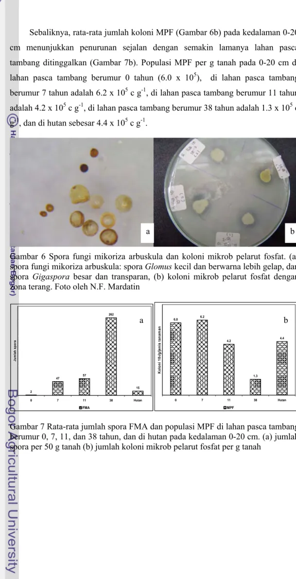 Gambar 6 Spora fungi mikoriza arbuskula dan koloni mikrob pelarut fosfat. (a)  spora fungi mikoriza arbuskula: spora Glomus kecil dan berwarna lebih gelap, dan  spora  Gigaspora besar dan transparan, (b) koloni mikrob pelarut fosfat dengan  zona terang