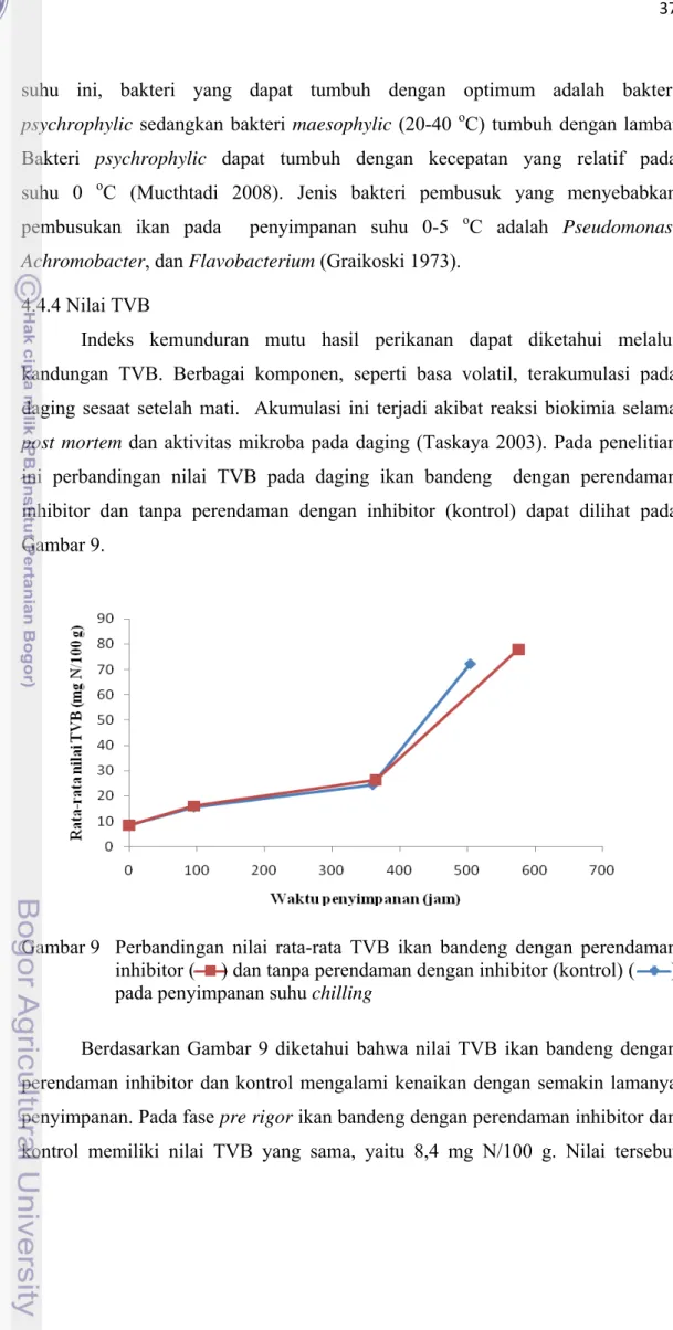 Gambar 9   Perbandingan  nilai  rata-rata TVB ikan bandeng dengan perendaman  inhibitor (     ) dan tanpa perendaman dengan inhibitor (kontrol) (       )  pada penyimpanan suhu chilling 