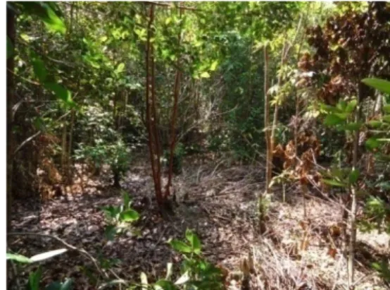 Gambar 10  Hutan kerangas sekunder (Bebak) yang relatif terbuka. 