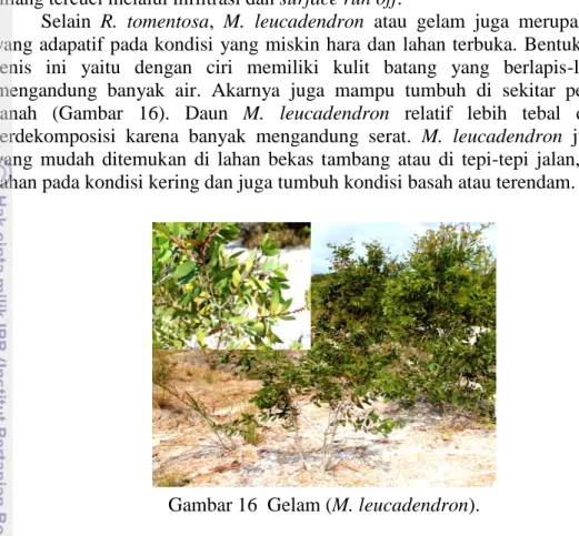 Gambar 16  Gelam (M. leucadendron). 