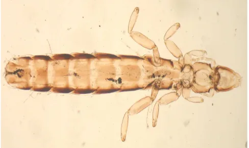 Gambar 1. Kutu genus Goniodes 