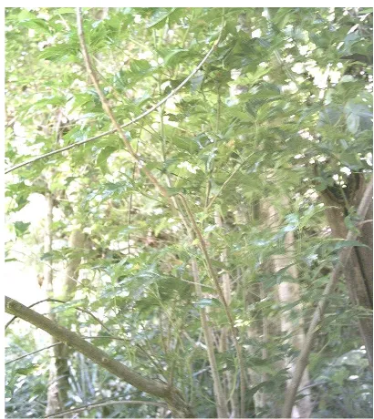 Gambar 11. Tanaman Kisampang (Melicope denhamii) 
