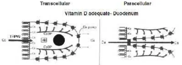 Gambar Penyerapan kalsium dengan vitamin D3