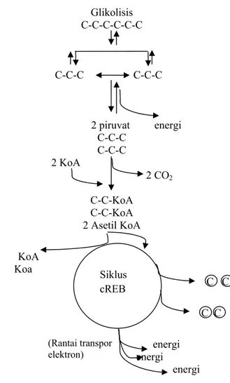 Gambar 4 Jalur metabolisme glukosa untuk menghasilkan energi (Almatsier 2003). 
