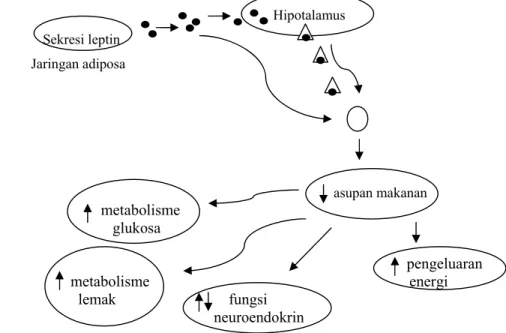 Gambar 2 Skema aksi leptin (Mantzoros et al. 1999). 