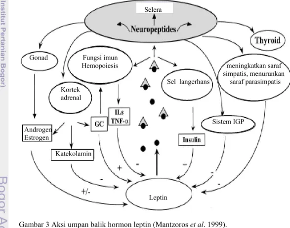 Gambar 3 Aksi umpan balik hormon leptin (Mantzoros et al. 1999).  