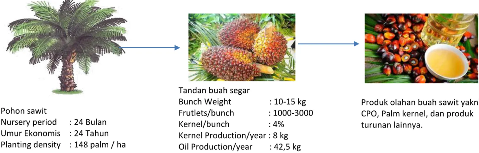 Gambar VI : Fase dan Tahapan penanaman kelapa sawit hingga menghasilkan 