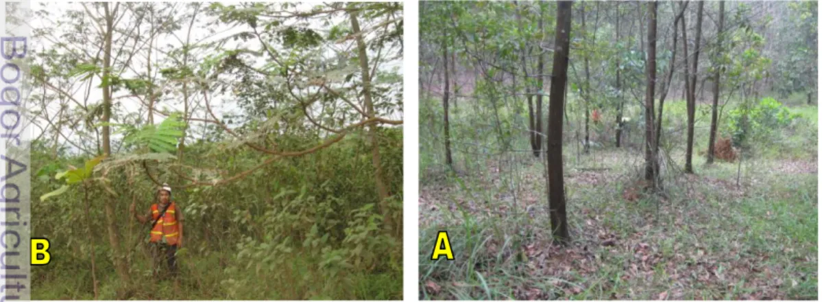 Gambar 6   Kondisi  tumbuhan  bawah  pada  tegakan  akasia  (A)  dan  tegakan  sengon (B) 