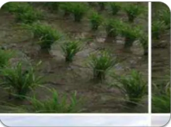 Gambar IV. Pembibitan tanaman padi dengan tray 