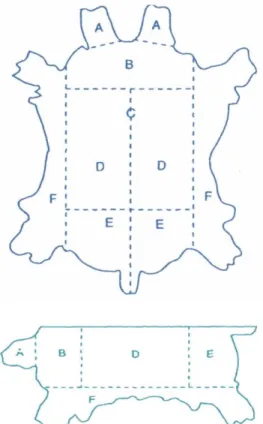 Gambar 1.4 : Sketsa bagian-bagian kulit  (Sumber :  buku seni tatah sungging) 