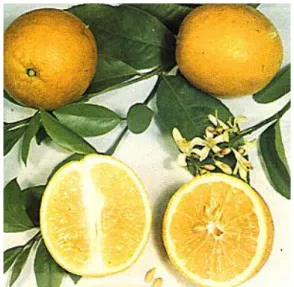 Gambar 2.1 Jeruk lemon (Citrus limon burm f.) (Morton, 1987, p.160)