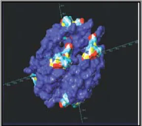Gambar 2.3. Molekul CPP-ACP