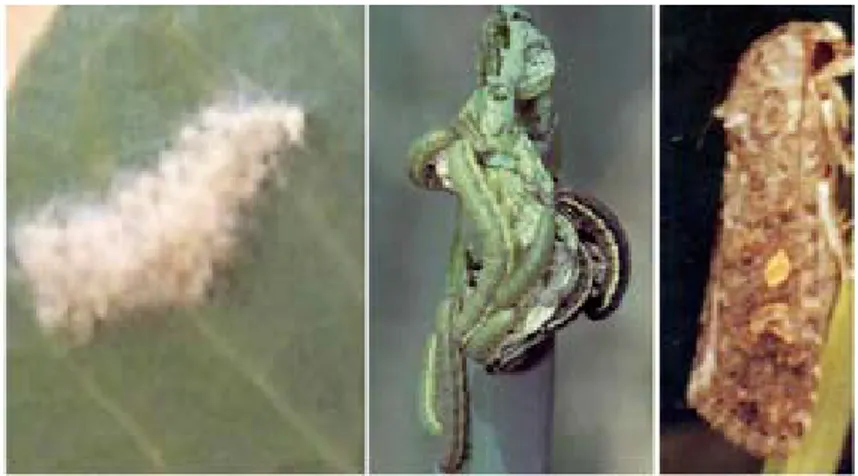 Gambar  1. Telur, larva dan imago S. exigua (Foto: Kawana) 