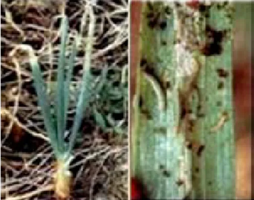 Gambar 2. Gejala serangan S. exigua  pada tanaman bawang merah   (Foto : Setiawati) 
