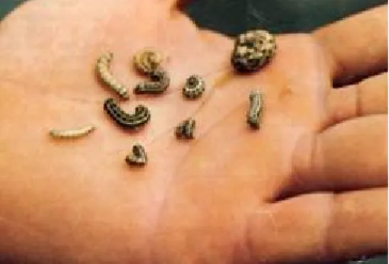 Gambar 3. Larva S. litura (Foto : Courier) 