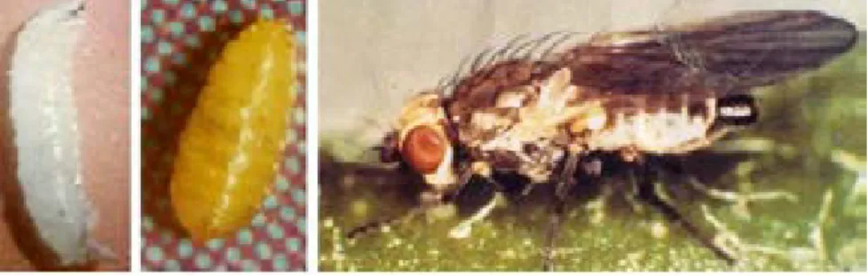 Gambar 6.  Larva, pupa dan imago L. chinensis                 (Foto : Setiawati; Anonim) 
