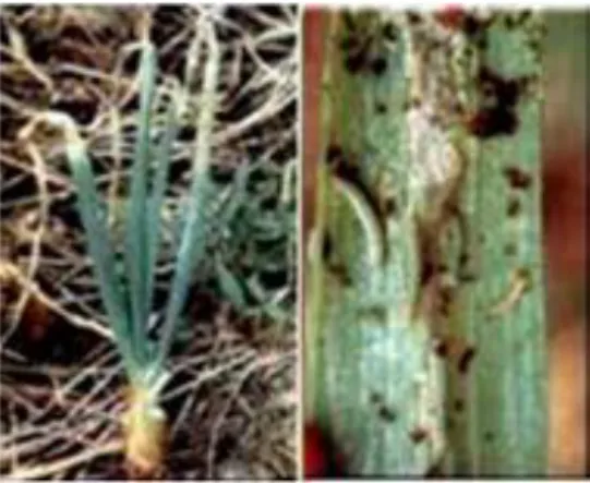 Gambar 4. Gejala serangan S. exigua pada tanaman bawang merah  (Foto : Setiawati) 