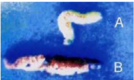 Gambar 11 . Gejala awal (A) dan gejala lanjut (B) larva S. exigua terinfeksi Se-NPV   (Foto : Moekasan) 