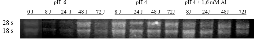 Gambar 1. RNA total akar kedelai kultivar Lumut pada perlakuan pH 6, pH 4 dan         pH 4 dengan cekaman 1,6mM Al