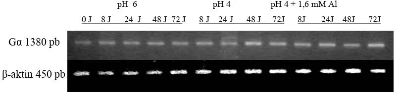 Gambar 2. Hasil PCR Aktin yang berasal dari cetakan cDNA murni. 