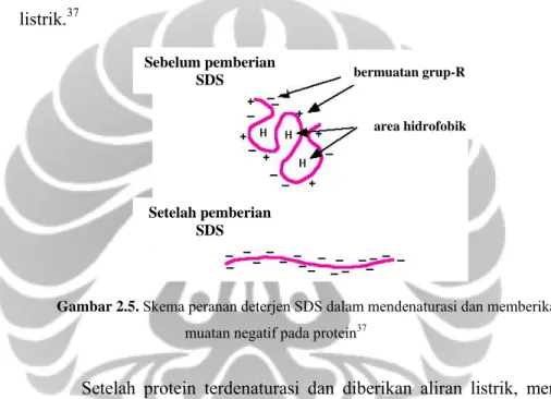 Gambar 2.5. Skema peranan deterjen SDS dalam mendenaturasi dan memberikan  muatan negatif pada protein 37 