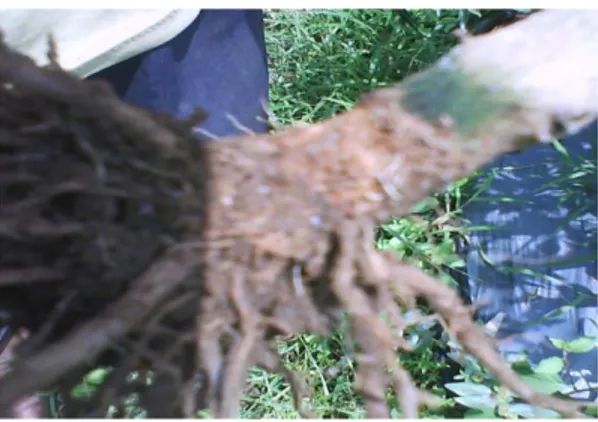 Gambar 6. akar yang terserang bakteri 