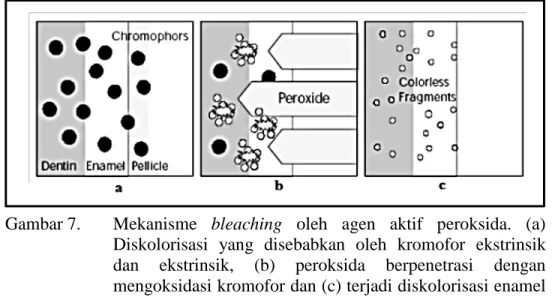 Gambar 7.  Mekanisme  bleaching  oleh agen aktif peroksida.  (a)  Diskolorisasi yang disebabkan oleh kromofor ekstrinsik  dan ekstrinsik, (b) peroksida berpenetrasi dengan  mengoksidasi kromofor dan (c) terjadi diskolorisasi enamel  dan dentin melalui peme