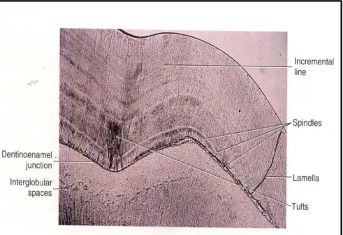 Gambar 5. Bagian-bagian dari dentino-enamel junction 14 