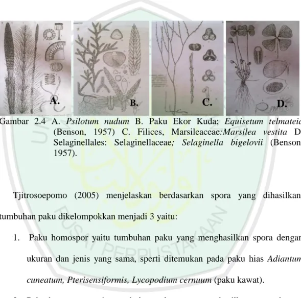 Gambar  2.4  A.  Psilotum  nudum  B.  Paku  Ekor  Kuda;  Equisetum  telmateia  (Benson,  1957)  C