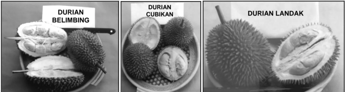 Gambar 4. Beberapa jenis buah durian lokal Kalimantan. 